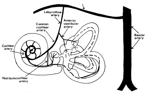 Broadmead Hearing arteries in the inner ear