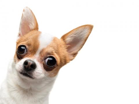 Funny chihuahua with big ears managing ear wax